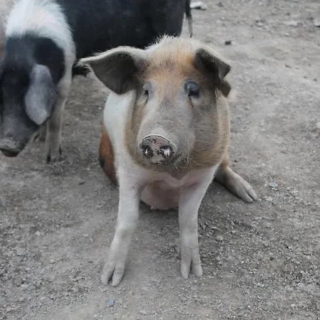 ゲストハウス Riversdale Farm